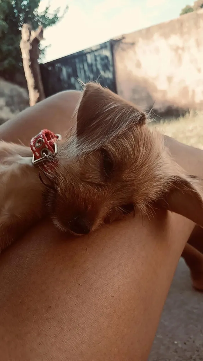 Cachorro raça Shitzu idade 2 a 6 meses nome Virginia 