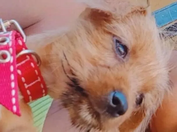 Cachorro raça Shitzu idade 2 a 6 meses nome Virginia 