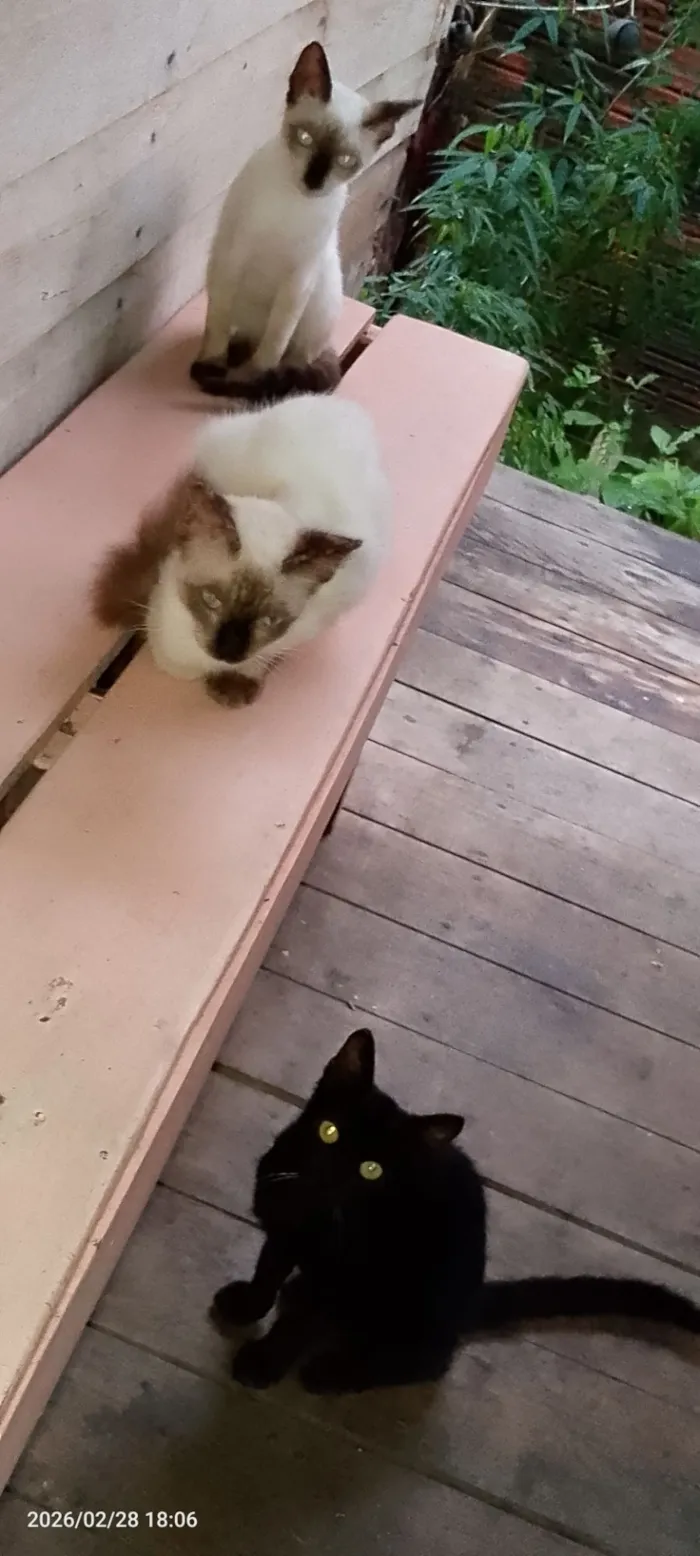 Gato raça Siamês idade 7 a 11 meses nome pretinha e brancos