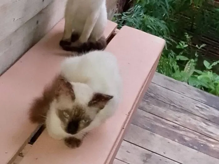 Gato raça Siamês idade 7 a 11 meses nome pretinha e brancos