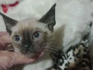 Gato raça SRD-ViraLata idade 2 a 6 meses nome Gatinhas