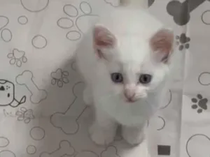 Gato raça SRD-ViraLata idade 2 a 6 meses nome branquinhos peludos com heterocromia - somente adoção conjunta.
