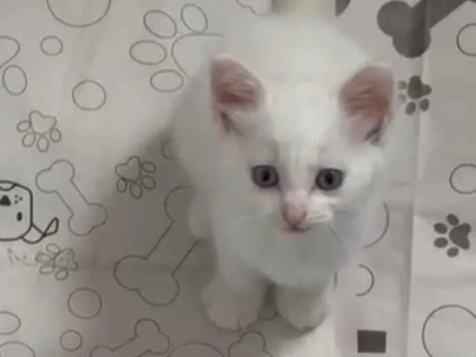 Gato raça SRD-ViraLata idade 2 a 6 meses nome branquinhos peludos com heterocromia - somente adoção conjunta.