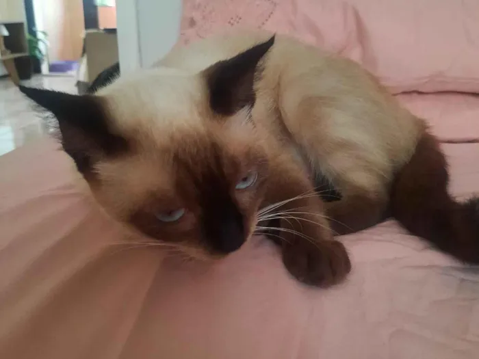 Gato raça Siamês idade 2 a 6 meses nome Maria flor
