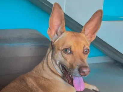 Cachorro raça SRD-ViraLata idade 5 anos nome Ohana