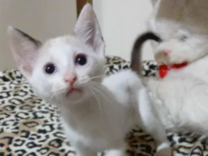 Gato raça SRD-ViraLata idade 2 a 6 meses nome Gatinhas 