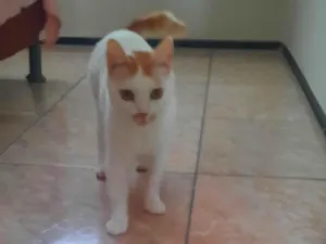 Gato raça SRD-ViraLata idade 2 a 6 meses nome branca 