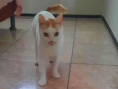 Gato raça SRD-ViraLata idade 2 a 6 meses nome branca 