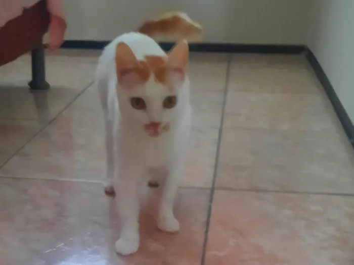 Gato raça SRD-ViraLata idade 2 a 6 meses nome branca 