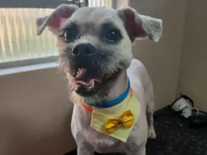 Cachorro raça Lhasa Apso idade 2 anos nome Amora