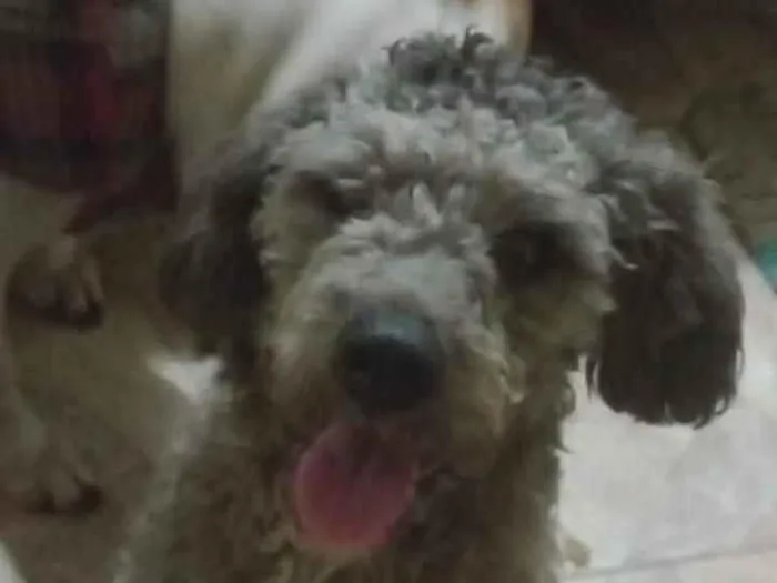 Cachorro raça Poodle idade 2 anos nome Bombom