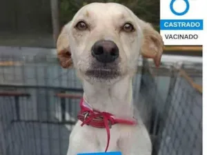 Cachorro raça SRD-ViraLata idade 2 anos nome Max