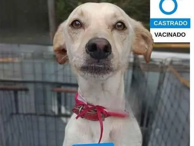 Cachorro raça SRD-ViraLata idade 2 anos nome Max