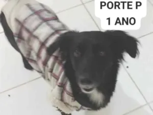 Cachorro raça SRD-ViraLata idade 2 anos nome Ravena