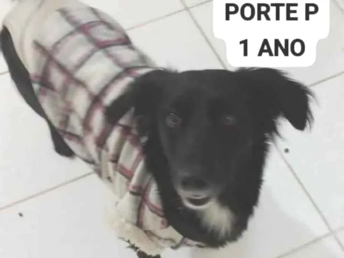 Cachorro raça SRD-ViraLata idade 2 anos nome Ravena