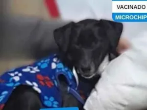 Cachorro raça SRD-ViraLata idade 1 ano nome Balu