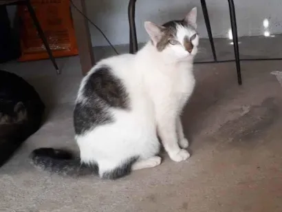 Gato raça SRD-ViraLata idade 3 anos nome CINTIA BARBOSA DA SILVA