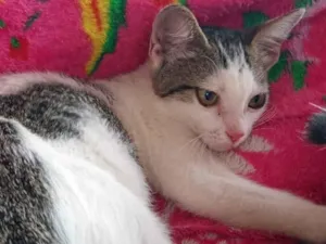 Gato raça SRD-ViraLata idade 2 a 6 meses nome Luna