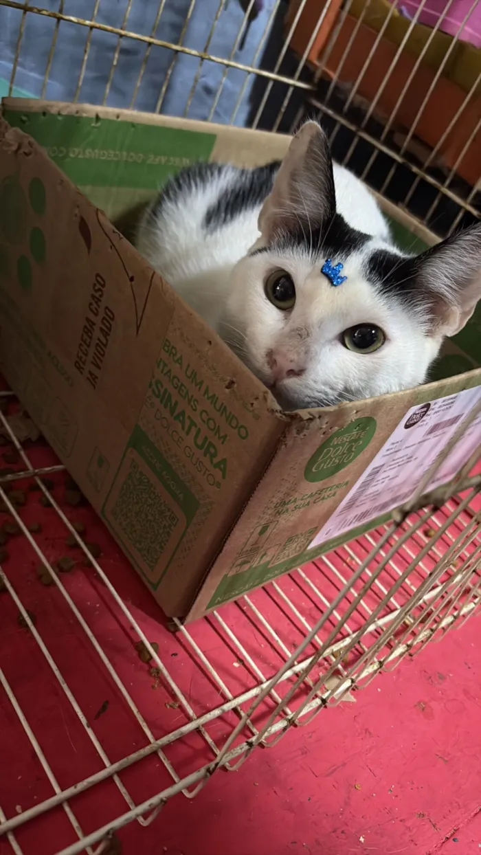 Gato raça SRD-ViraLata idade 7 a 11 meses nome Nino 