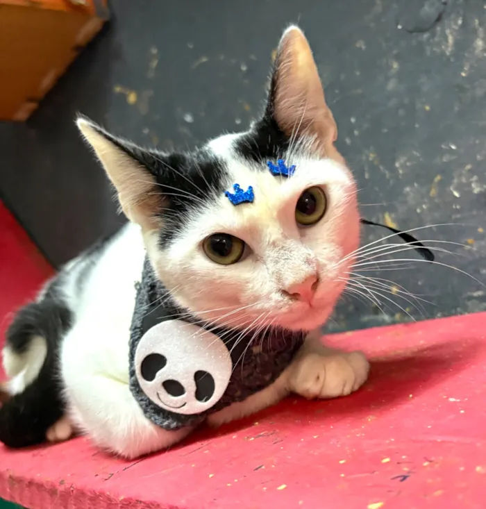 Gato raça SRD-ViraLata idade 7 a 11 meses nome Nino 