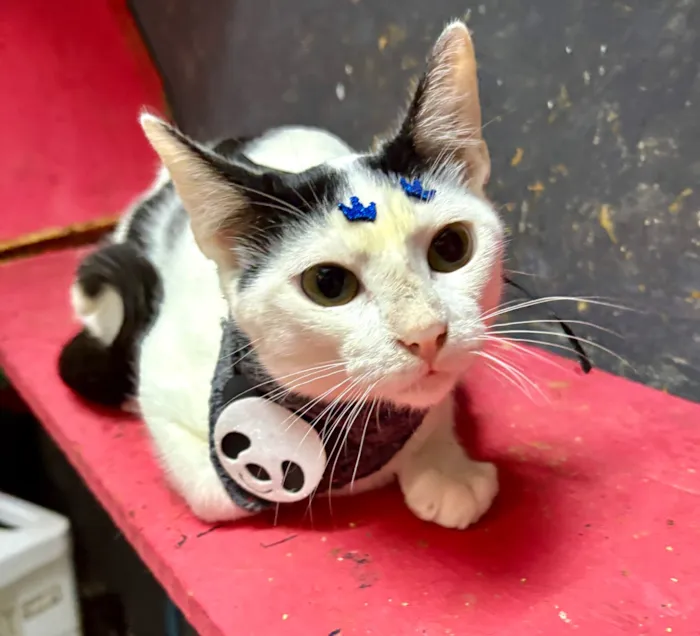 Gato raça SRD-ViraLata idade 7 a 11 meses nome Nino 