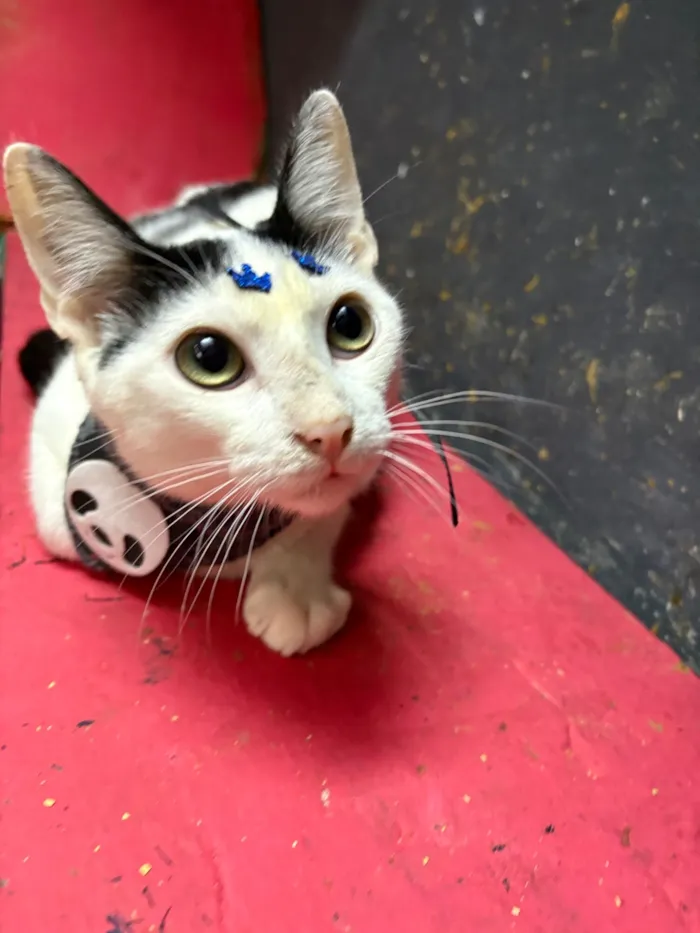 Gato raça SRD-ViraLata idade 7 a 11 meses nome Nino 