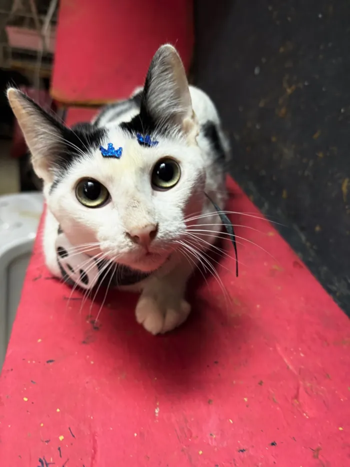 Gato raça SRD-ViraLata idade 7 a 11 meses nome Nino 