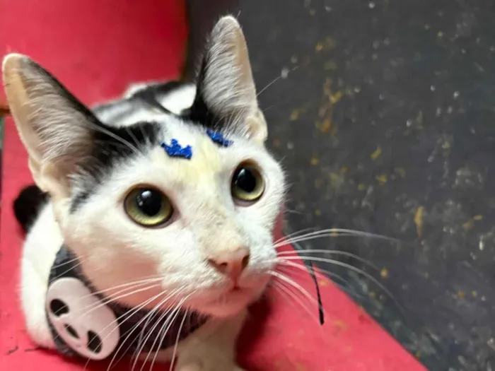 Gato raça SRD-ViraLata idade 7 a 11 meses nome Nino 