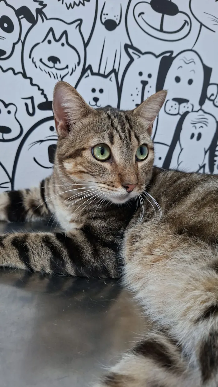 Gato raça SRD-ViraLata idade 2 anos nome Adolfo