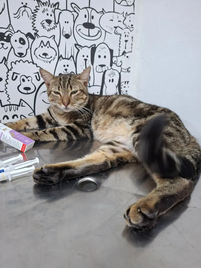 Gato raça SRD-ViraLata idade 2 anos nome Adolfo