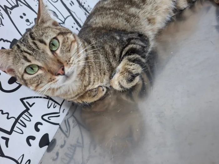 Gato raça SRD-ViraLata idade 2 anos nome Adolfo