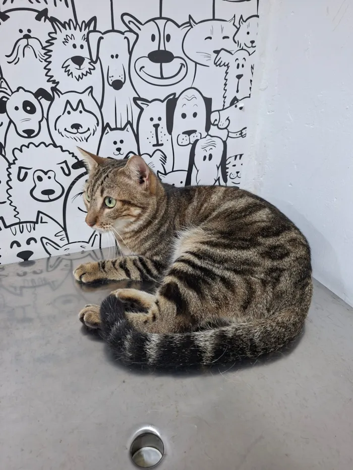 Gato raça SRD-ViraLata idade 2 anos nome Adolfo