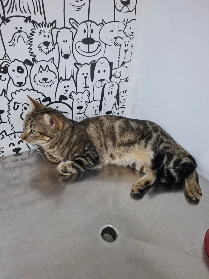 Gato raça SRD-ViraLata idade 2 anos nome Adolfo