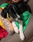 Cachorro raça SRD-ViraLata idade 2 a 6 meses nome Rio