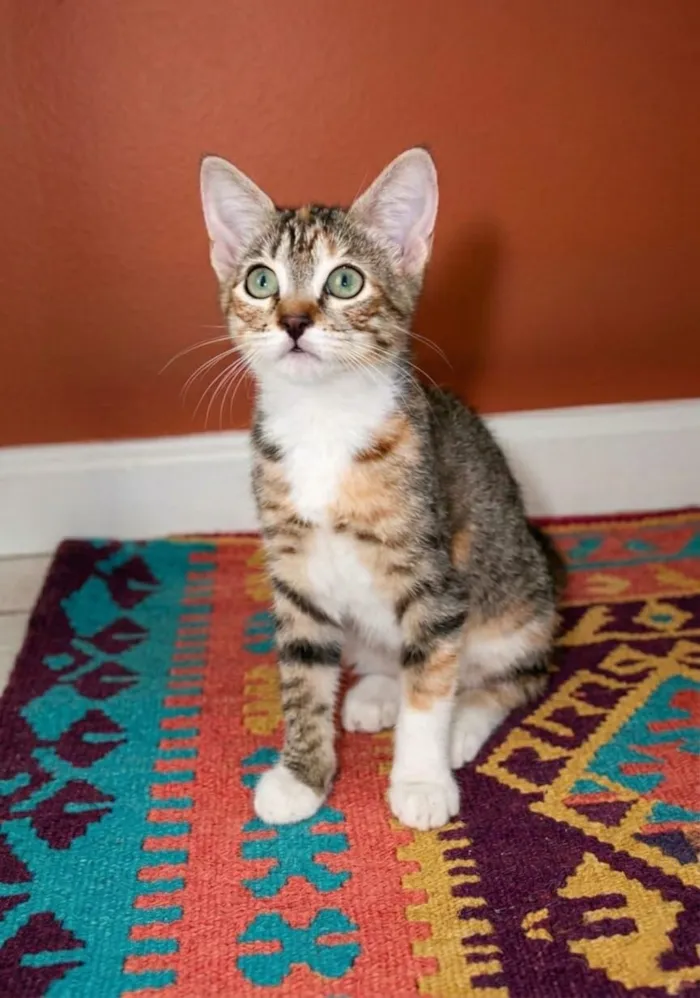 Gato raça SRD-ViraLata idade 2 a 6 meses nome Filó 