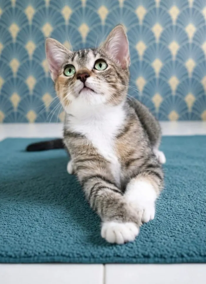 Gato raça SRD-ViraLata idade 2 a 6 meses nome Filó 