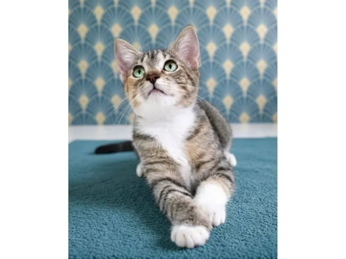 Gato raça SRD-ViraLata idade 2 a 6 meses nome Filó 