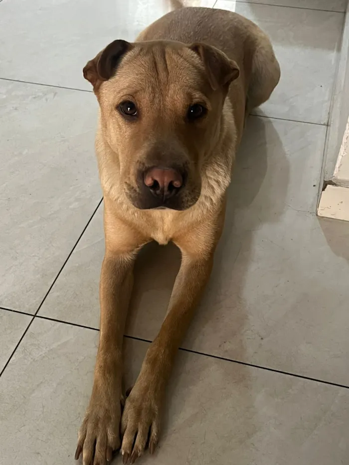 Cachorro raça Shar Pei idade 5 anos nome Mel