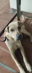 Cachorro raça SRD-ViraLata idade 2 a 6 meses nome Paloma,Bidu, Alemão 