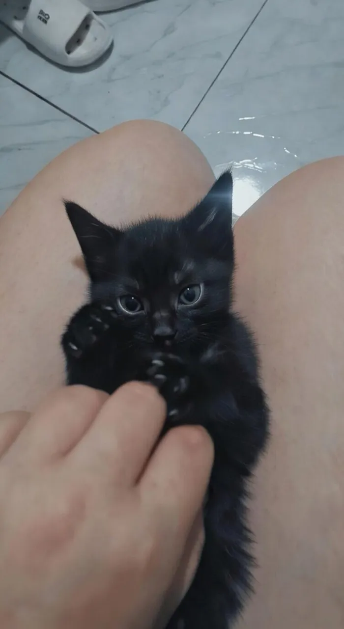 Gato raça SRD-ViraLata idade Abaixo de 2 meses nome Pantera