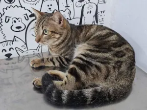 Gato raça SRD-ViraLata idade 2 anos nome Adolfo