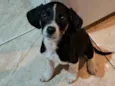 Cachorro raça SRD-ViraLata idade 2 a 6 meses nome Rio