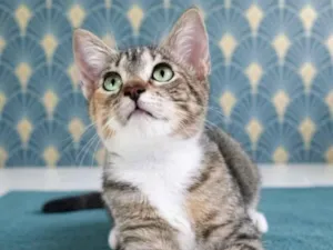 Gato raça SRD-ViraLata idade 2 a 6 meses nome Filó 