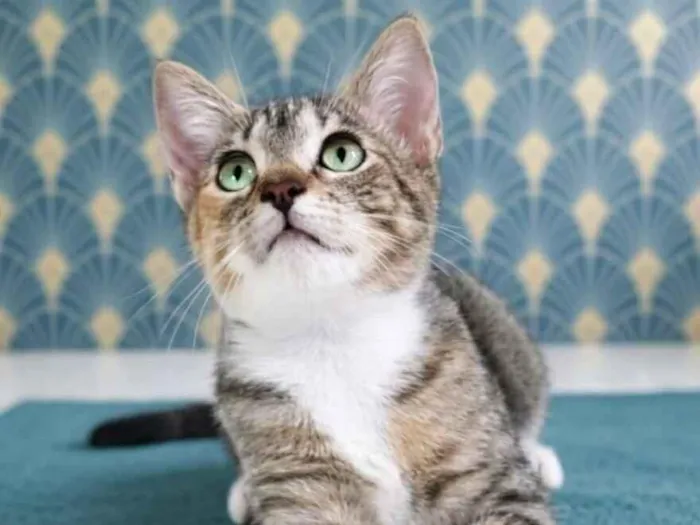 Gato raça SRD-ViraLata idade 2 a 6 meses nome Filó 