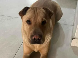 Cachorro raça Shar Pei idade 5 anos nome Mel