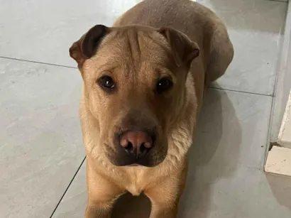 Cachorro raça Shar Pei idade 5 anos nome Mel