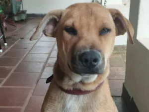 Paloma,Bidu, Alemão