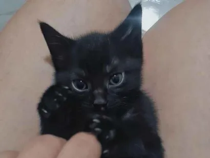 Gato raça SRD-ViraLata idade Abaixo de 2 meses nome Pantera