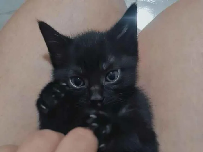 Gato raça SRD-ViraLata idade Abaixo de 2 meses nome Pantera