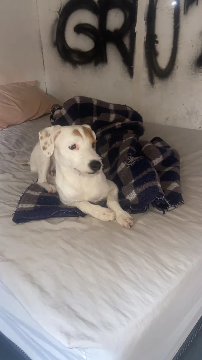 Cachorro raça SRD-ViraLata idade 2 anos nome Snoop